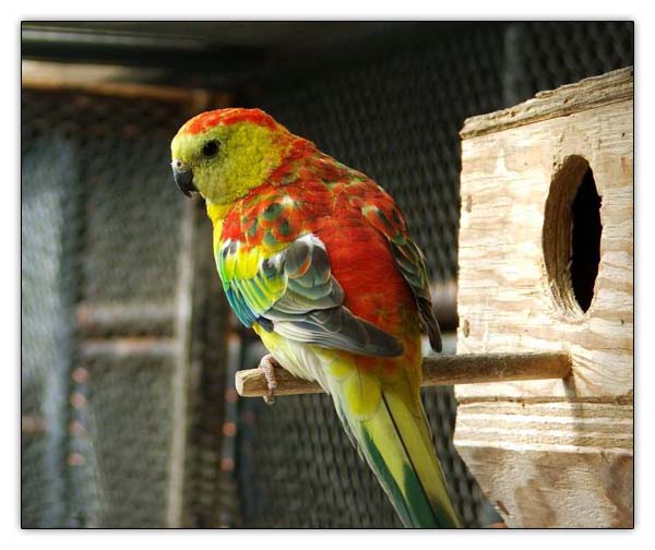 -6_Red-rumped parrot.jpg